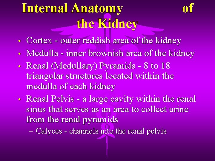 Internal Anatomy the Kidney • • of Cortex - outer reddish area of the