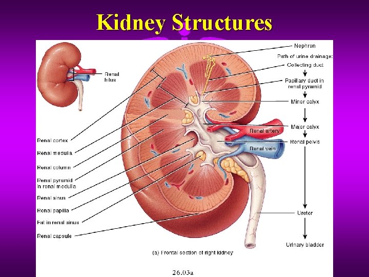 Kidney Structures 