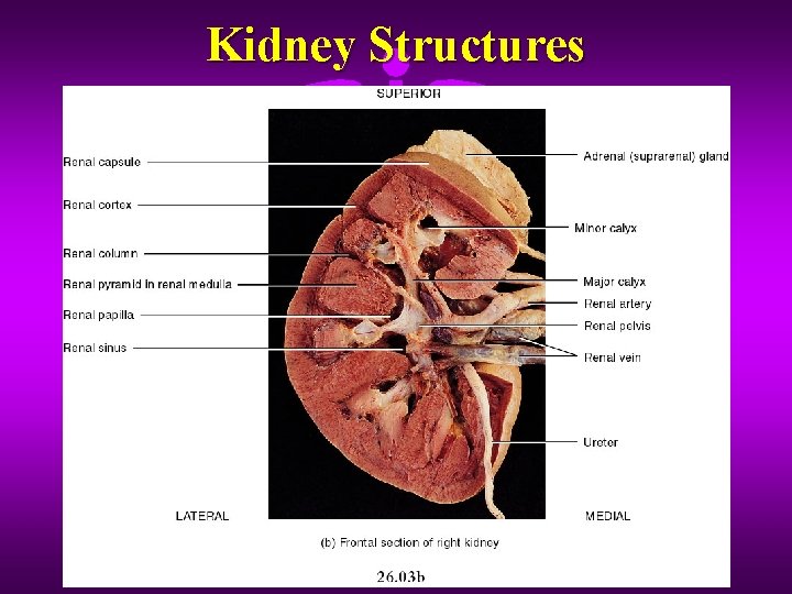 Kidney Structures 