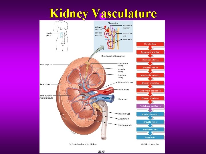 Kidney Vasculature 