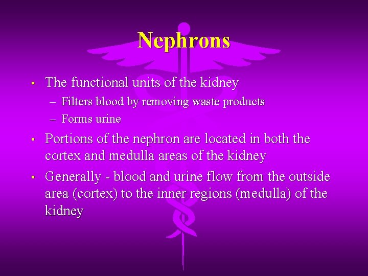 Nephrons • The functional units of the kidney – Filters blood by removing waste