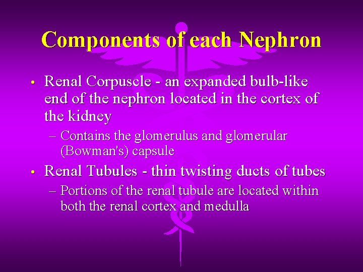 Components of each Nephron • Renal Corpuscle - an expanded bulb-like end of the