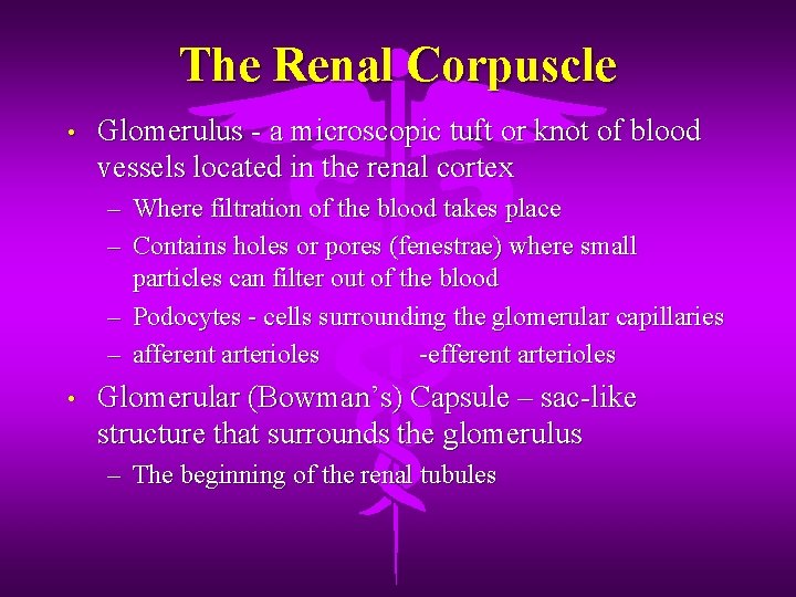 The Renal Corpuscle • Glomerulus - a microscopic tuft or knot of blood vessels