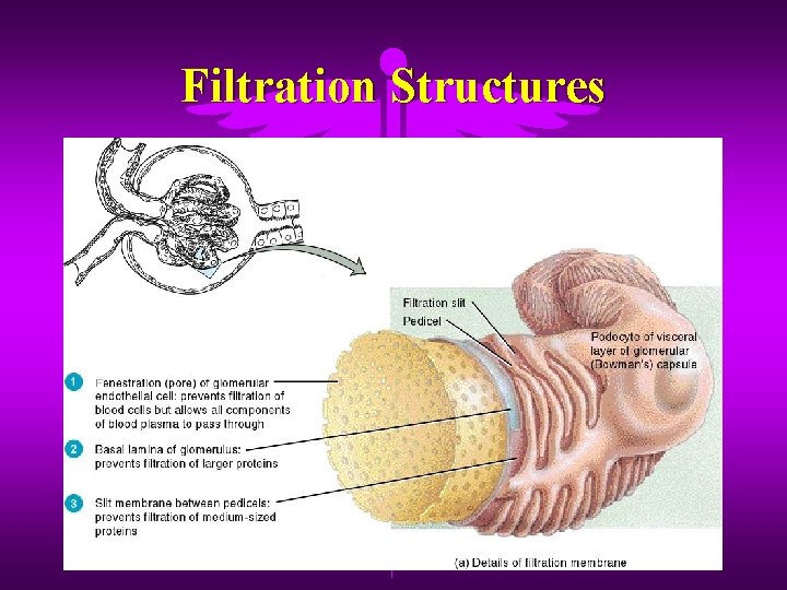 Filtration Structures 