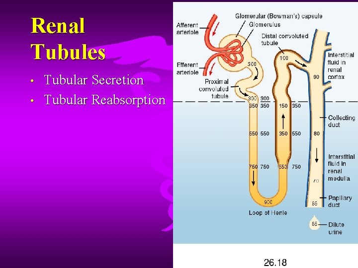 Renal Tubules • • Tubular Secretion Tubular Reabsorption 