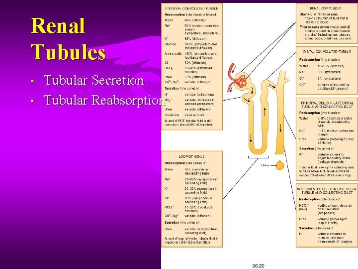 Renal Tubules • • Tubular Secretion Tubular Reabsorption 