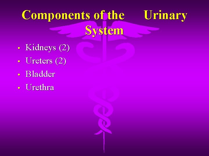 Components of the System • • Kidneys (2) Ureters (2) Bladder Urethra Urinary 