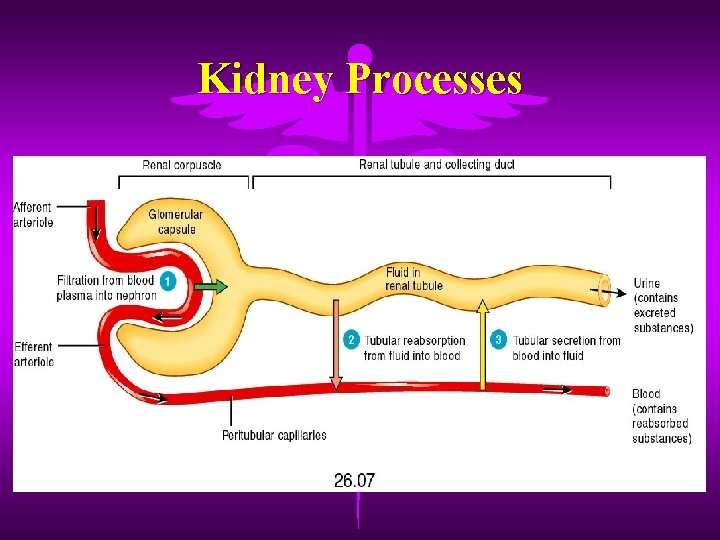 Kidney Processes 