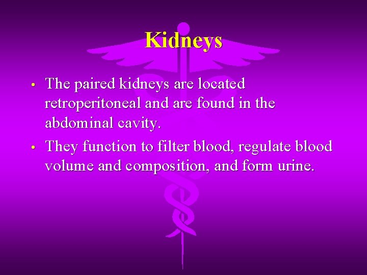 Kidneys • • The paired kidneys are located retroperitoneal and are found in the