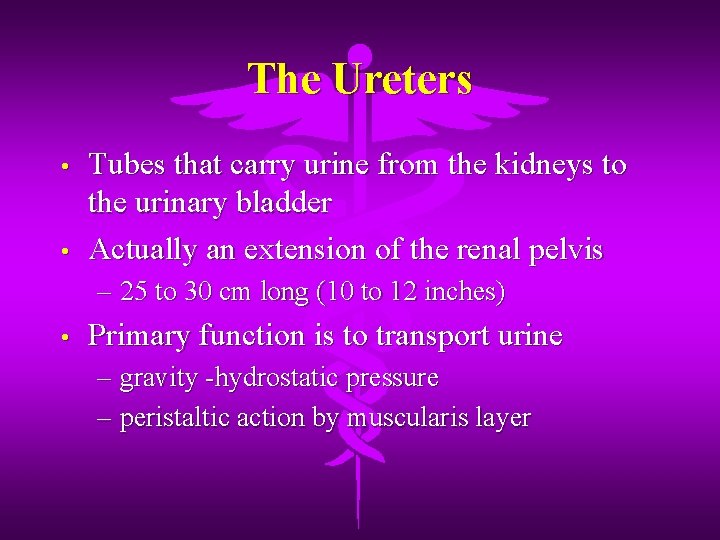 The Ureters • • Tubes that carry urine from the kidneys to the urinary