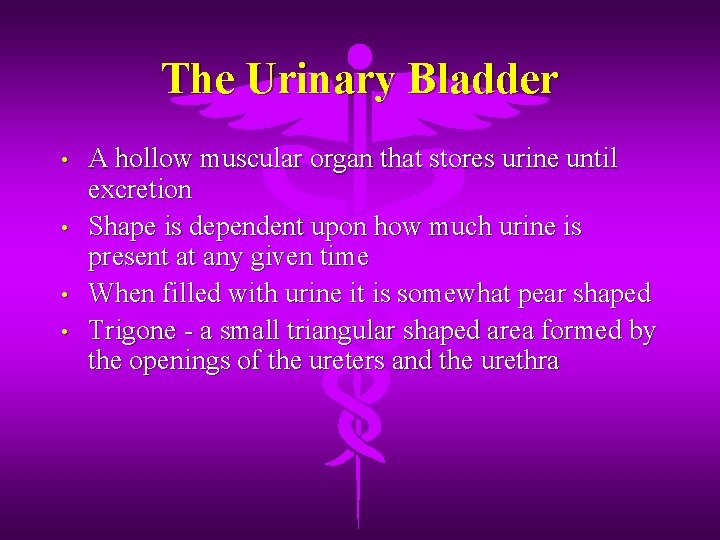 The Urinary Bladder • • A hollow muscular organ that stores urine until excretion