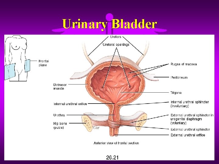 Urinary Bladder 