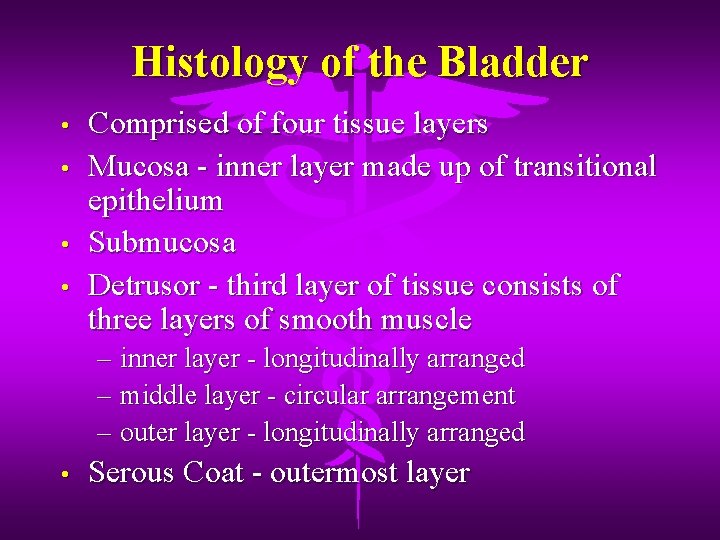 Histology of the Bladder • • Comprised of four tissue layers Mucosa - inner