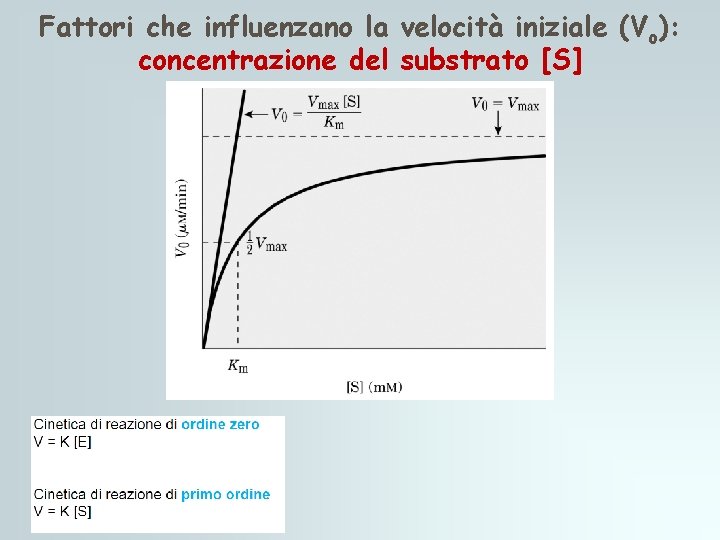 Fattori che influenzano la velocità iniziale (Vo): concentrazione del substrato [S] 