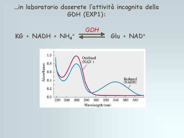 …in laboratorio doserete l’attività incognita della GDH (EXP 1): KG + NADH + NH …in laboratorio doserete l’attività incognita della GDH (EXP 1): KG + NADH + NH