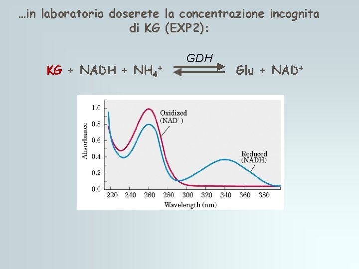 …in laboratorio doserete la concentrazione incognita di KG (EXP 2): KG + NADH + …in laboratorio doserete la concentrazione incognita di KG (EXP 2): KG + NADH +
