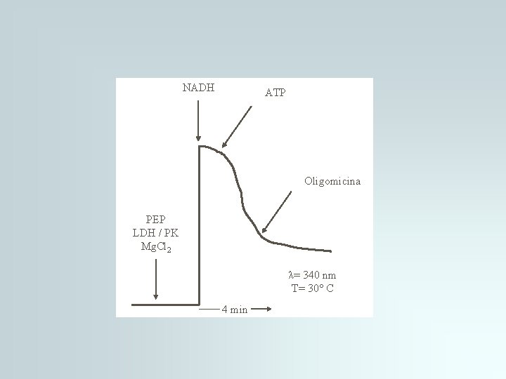 NADH ATP Oligomicina PEP LDH / PK Mg. Cl 2 λ= 340 nm T= NADH ATP Oligomicina PEP LDH / PK Mg. Cl 2 λ= 340 nm T=