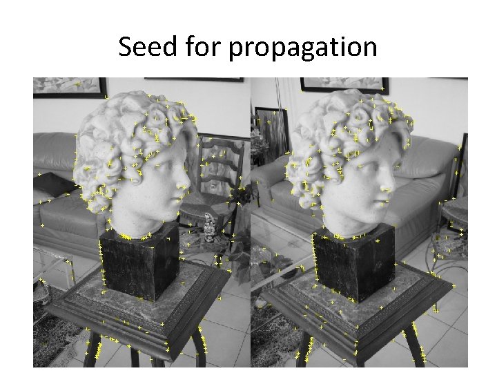 Seed for propagation 