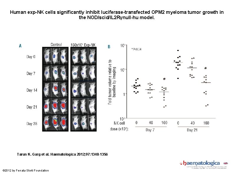 Human exp-NK cells significantly inhibit luciferase-transfected OPM 2 myeloma tumor growth in the NOD/scid/IL