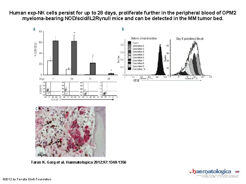 Human exp-NK cells persist for up to 28 days, proliferate further in the peripheral