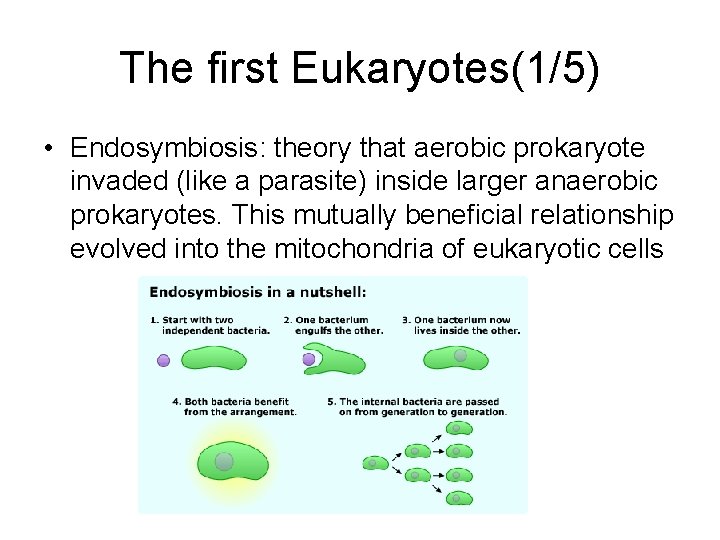 The first Eukaryotes(1/5) • Endosymbiosis: theory that aerobic prokaryote invaded (like a parasite) inside