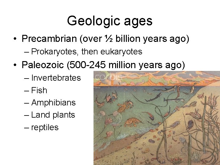 Geologic ages • Precambrian (over ½ billion years ago) – Prokaryotes, then eukaryotes •