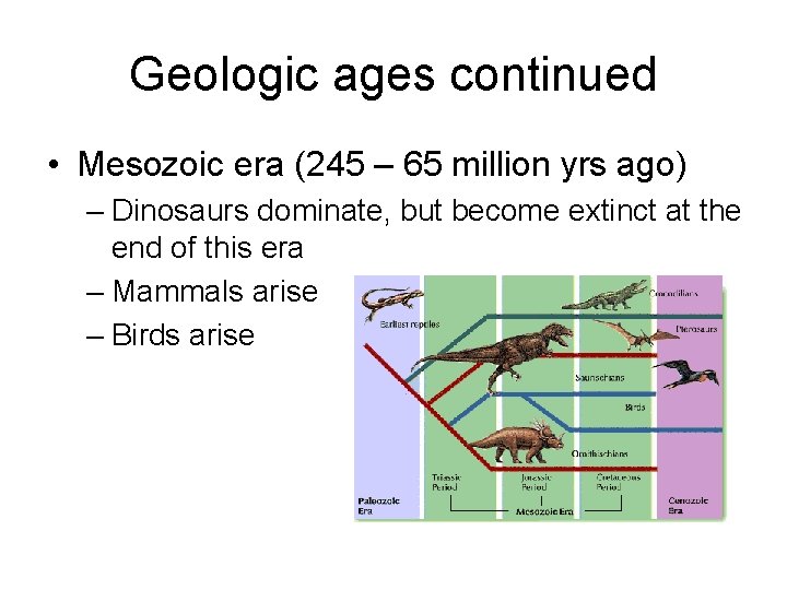 Geologic ages continued • Mesozoic era (245 – 65 million yrs ago) – Dinosaurs