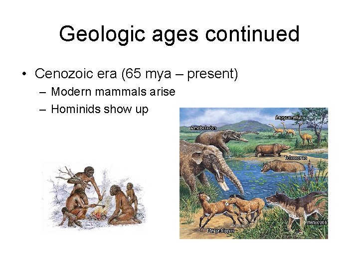 Geologic ages continued • Cenozoic era (65 mya – present) – Modern mammals arise