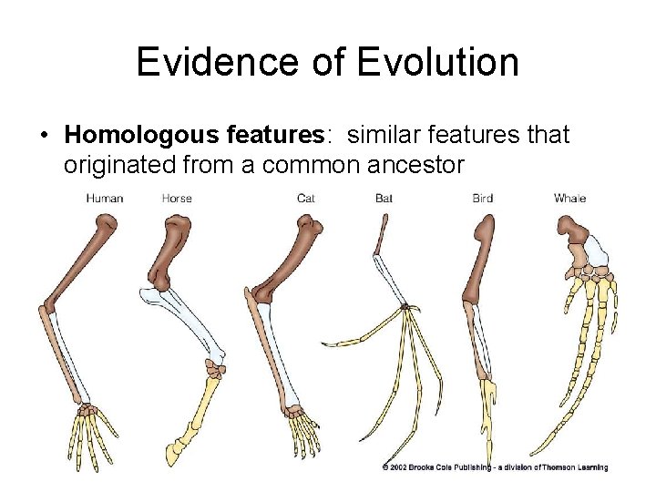 Evidence of Evolution • Homologous features: similar features that originated from a common ancestor
