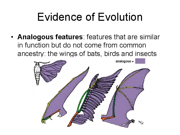 Evidence of Evolution • Analogous features: features that are similar in function but do