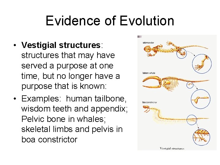 Evidence of Evolution • Vestigial structures: structures that may have served a purpose at