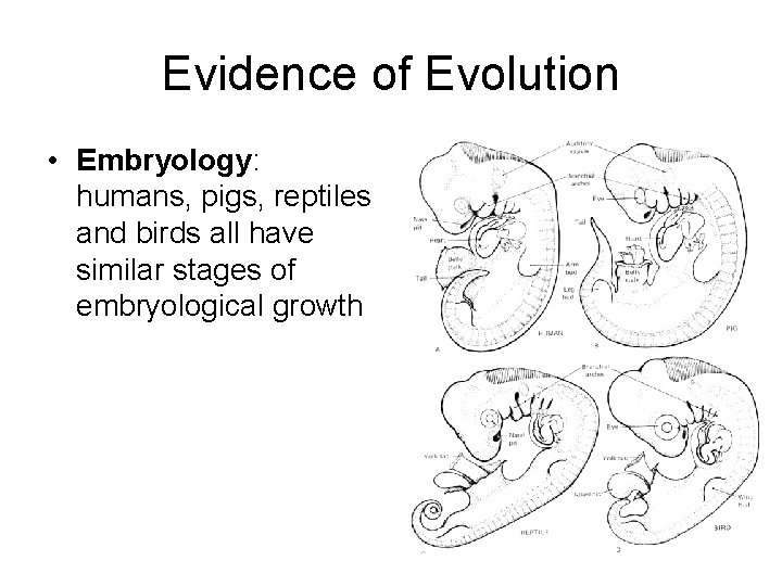 Evidence of Evolution • Embryology: humans, pigs, reptiles and birds all have similar stages