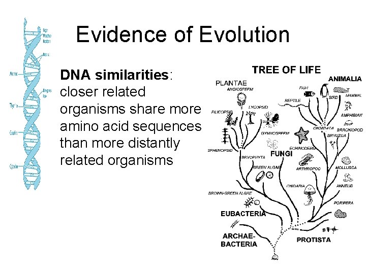 Evidence of Evolution • DNA similarities: closer related organisms share more amino acid sequences