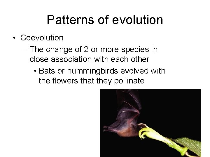 Patterns of evolution • Coevolution – The change of 2 or more species in