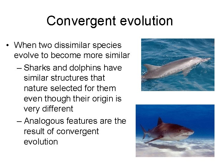 Convergent evolution • When two dissimilar species evolve to become more similar – Sharks