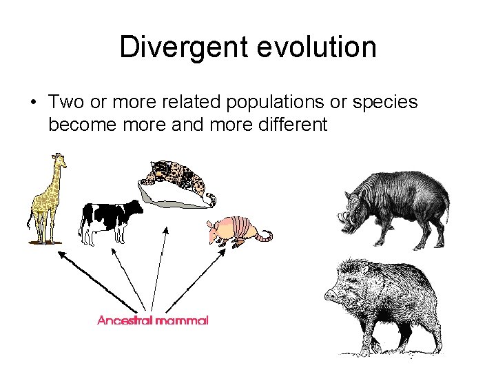 Divergent evolution • Two or more related populations or species become more and more