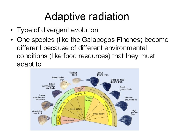 Adaptive radiation • Type of divergent evolution • One species (like the Galapogos Finches)