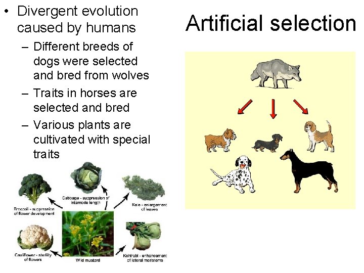  • Divergent evolution caused by humans – Different breeds of dogs were selected