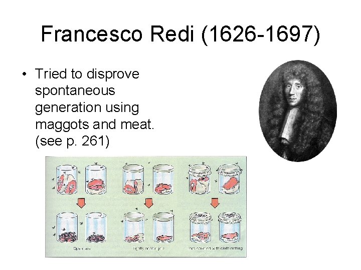 Francesco Redi (1626 -1697) • Tried to disprove spontaneous generation using maggots and meat.