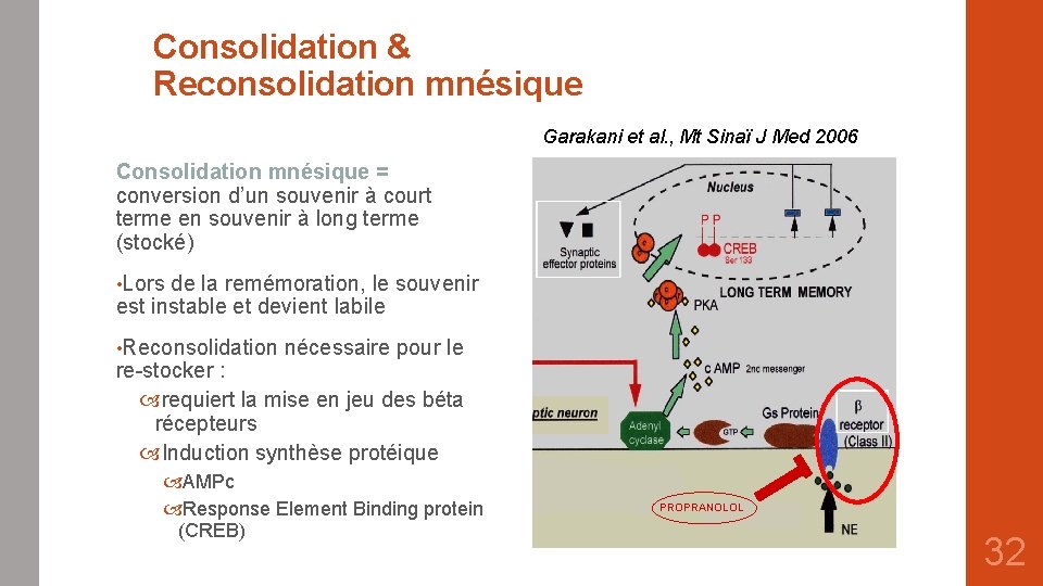 Consolidation & Reconsolidation mnésique Garakani et al. , Mt Sinaï J Med 2006 Consolidation