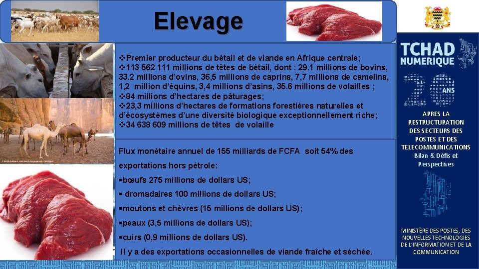 Elevage v. Premier producteur du bétail et de viande en Afrique centrale; v 113