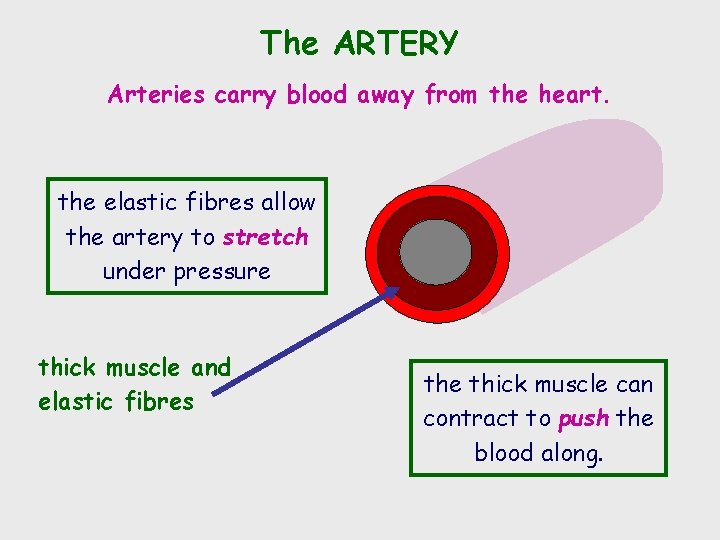 The ARTERY Arteries carry blood away from the heart. the elastic fibres allow the