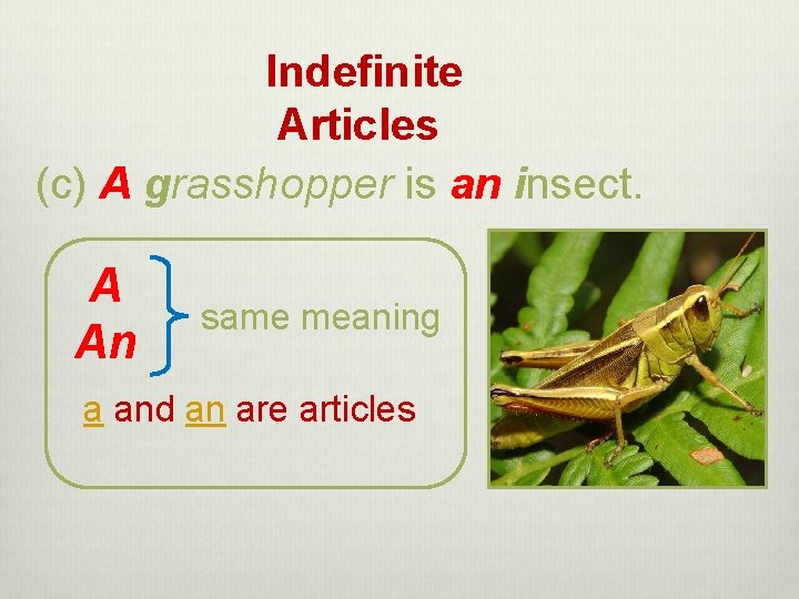 Indefinite Articles (c) A grasshopper is an insect. A An same meaning a and Indefinite Articles (c) A grasshopper is an insect. A An same meaning a and