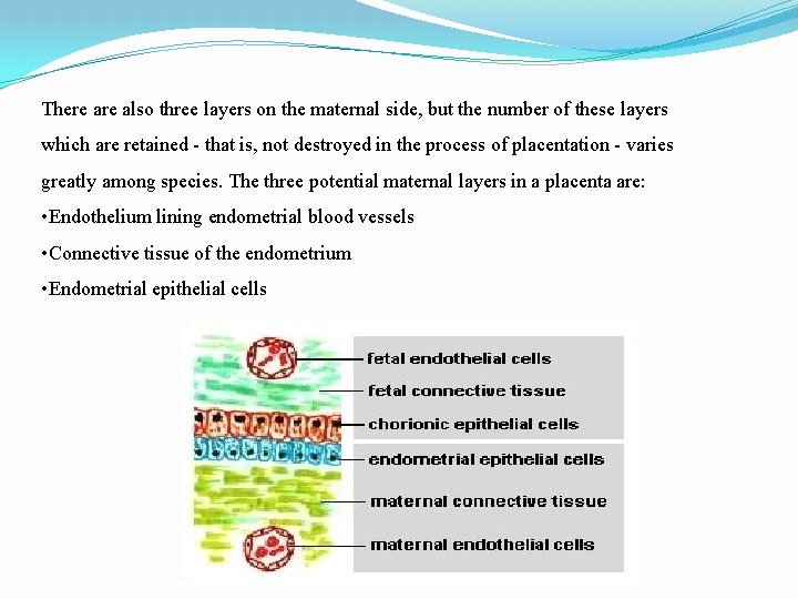 There also three layers on the maternal side, but the number of these layers