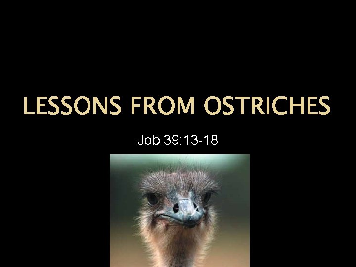 LESSONS FROM OSTRICHES Job 39: 13 -18 