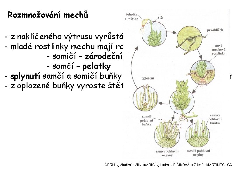 Rozmnožování mechů - z naklíčeného výtrusu vyrůstá prvoklíček - mladé rostlinky mechu mají rozlišené