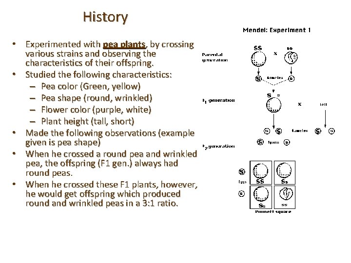 History • Experimented with pea plants, by crossing various strains and observing the characteristics