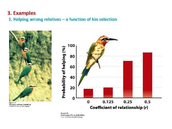 3. Examples 1. Helping among relatives – a function of kin selection 