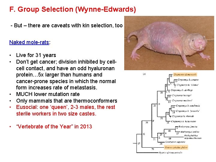 F. Group Selection (Wynne-Edwards) - But – there are caveats with kin selection, too