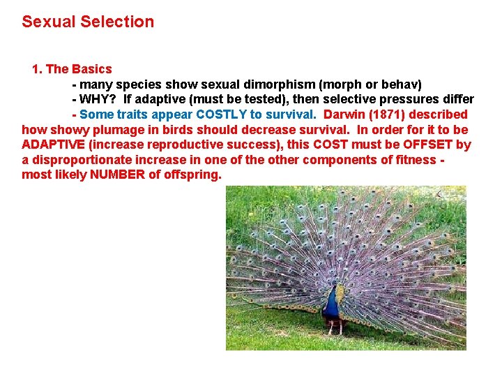 Sexual Selection - not really a level, but recognized in the same way -